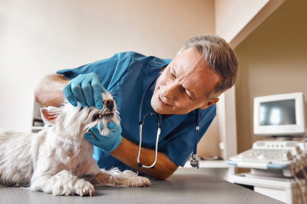 Best Mobile Emergency Dentist in Brunswick, NC
